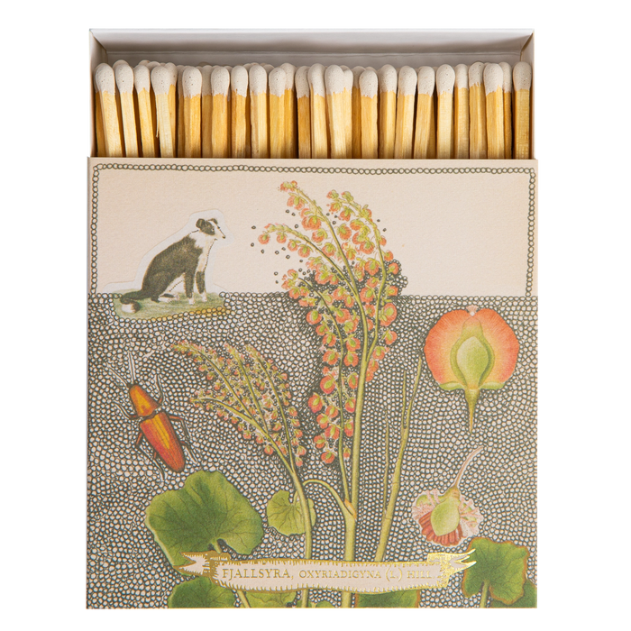 Chien Botanical Drawing